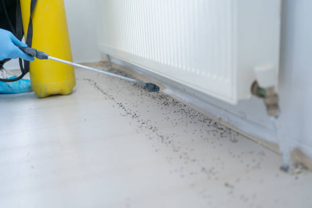 Best Affordable Pest Control Services  in Pine Hills, FL